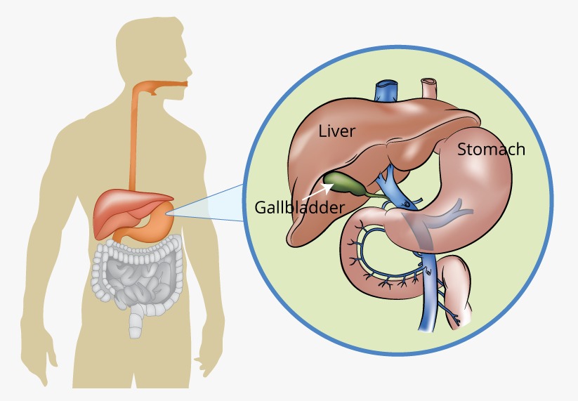 natural-approaches-to-gallbladder-health-natures-reveal